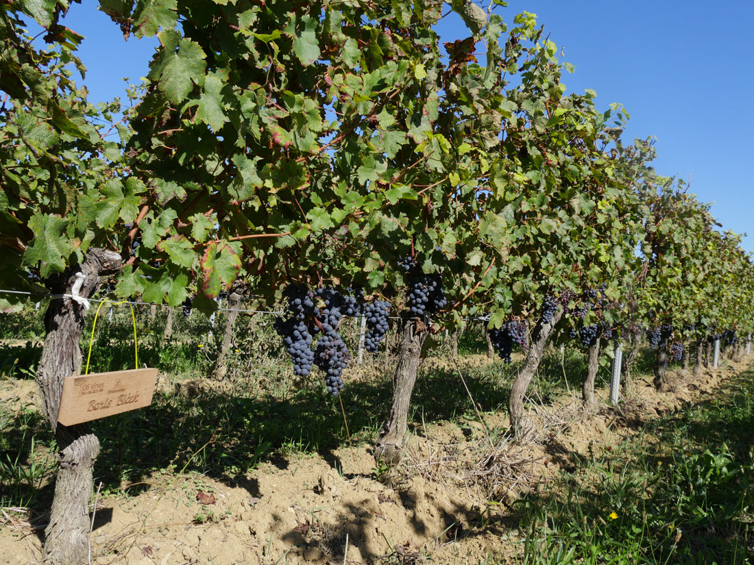 Виноградник на урожай